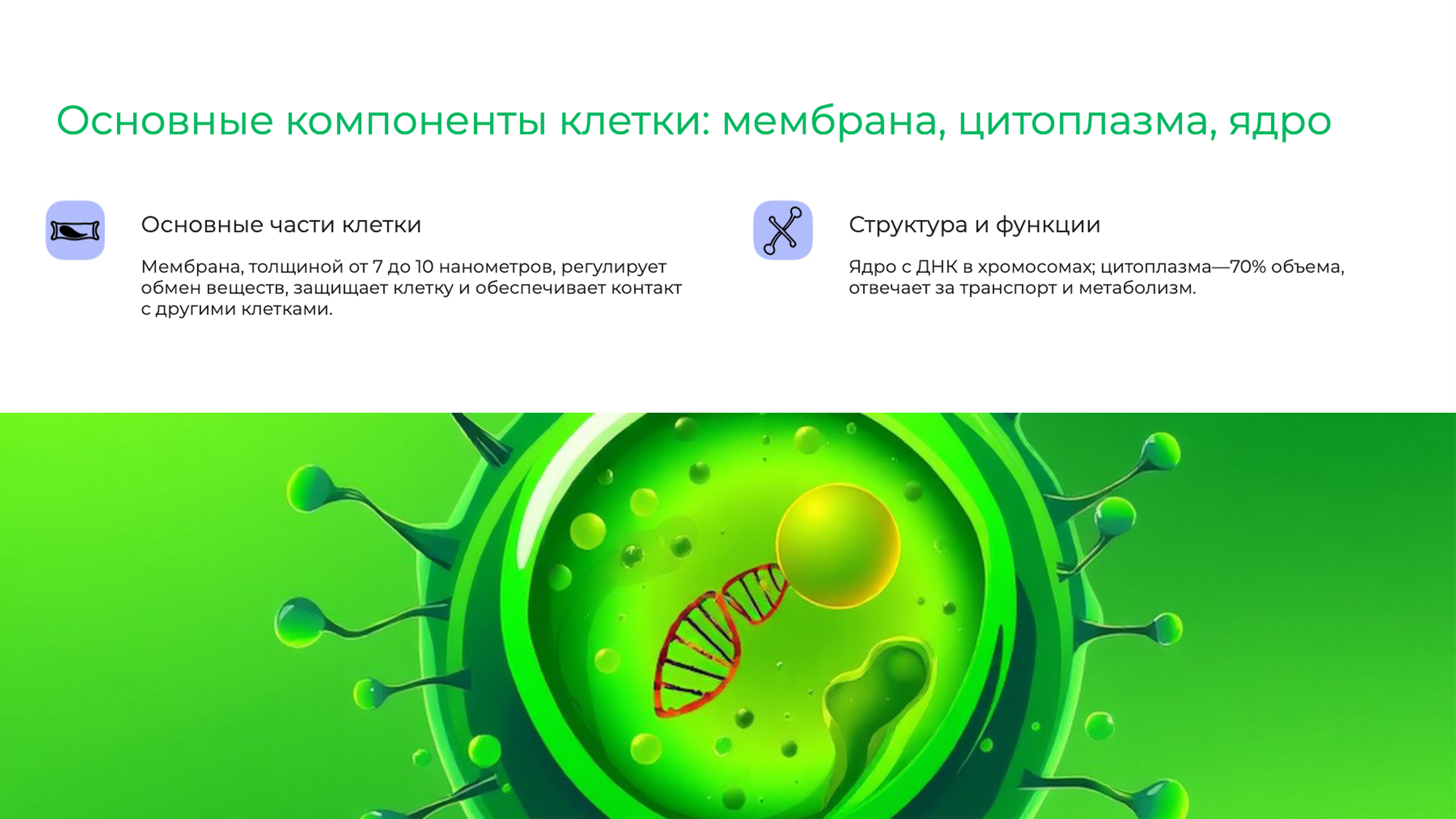 Слайд 3: Основные компоненты клетки