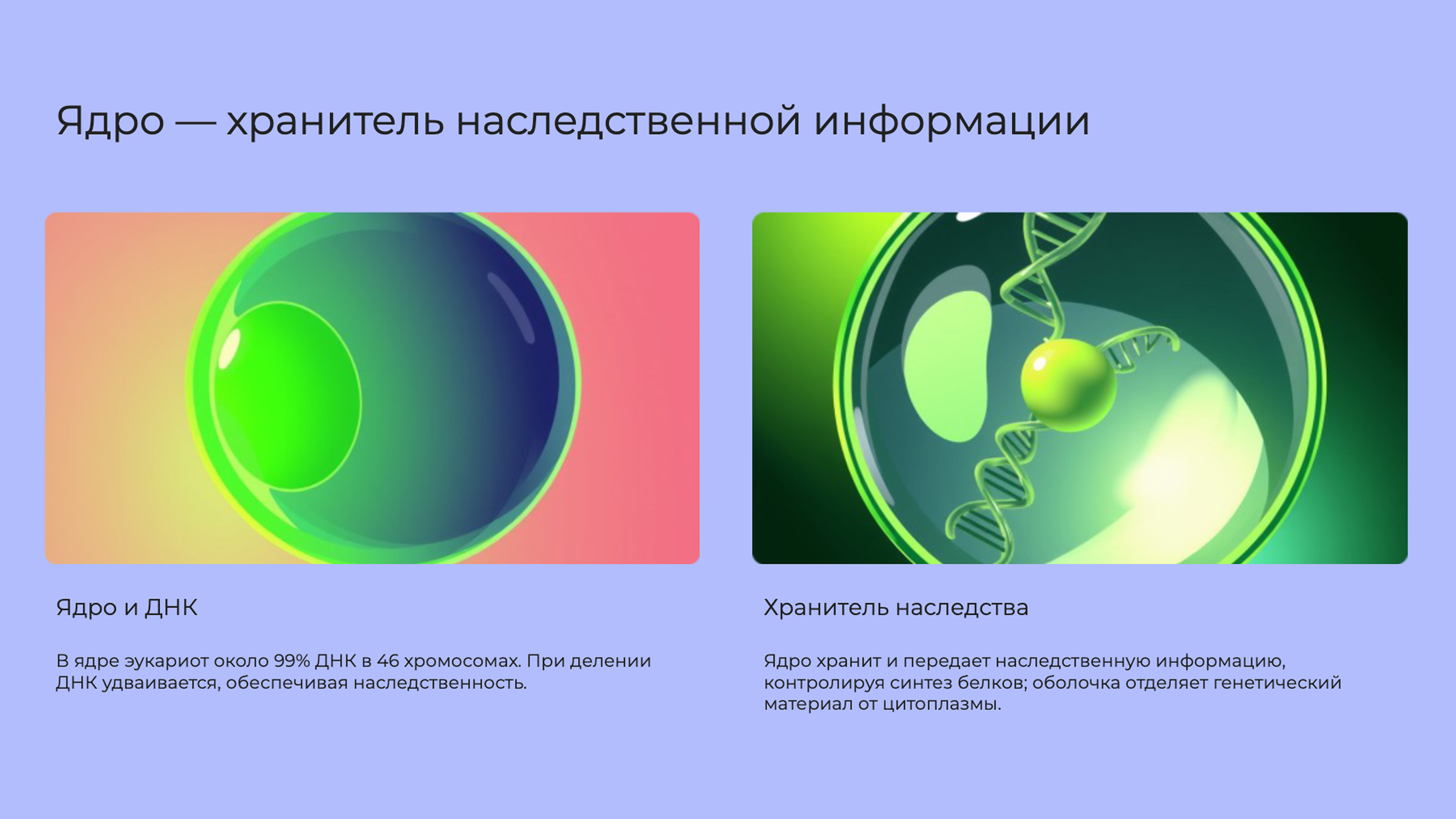 Слайд 6: Ядро клетки