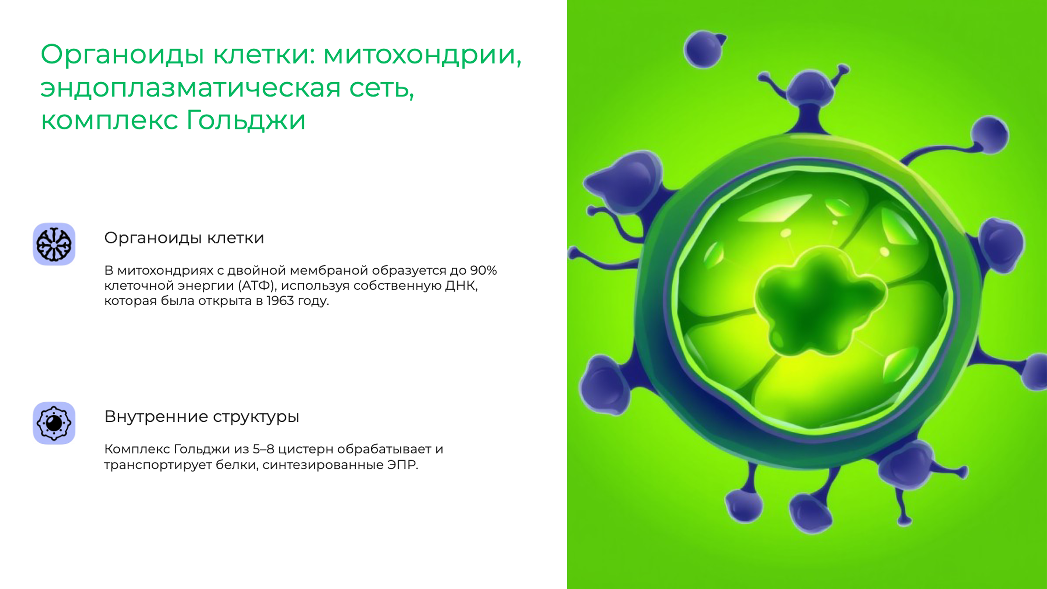 Слайд 7: Органоиды клетки