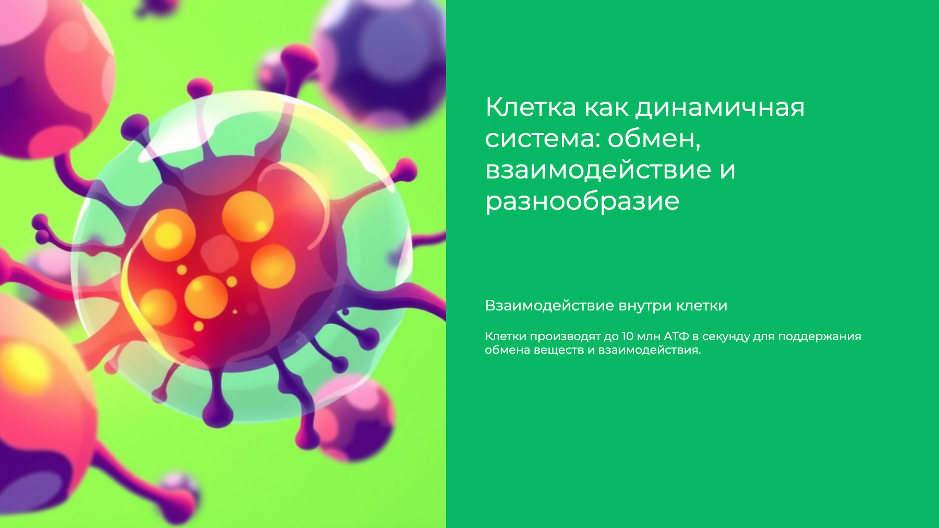 Слайд 9: Клетка как динамичная система