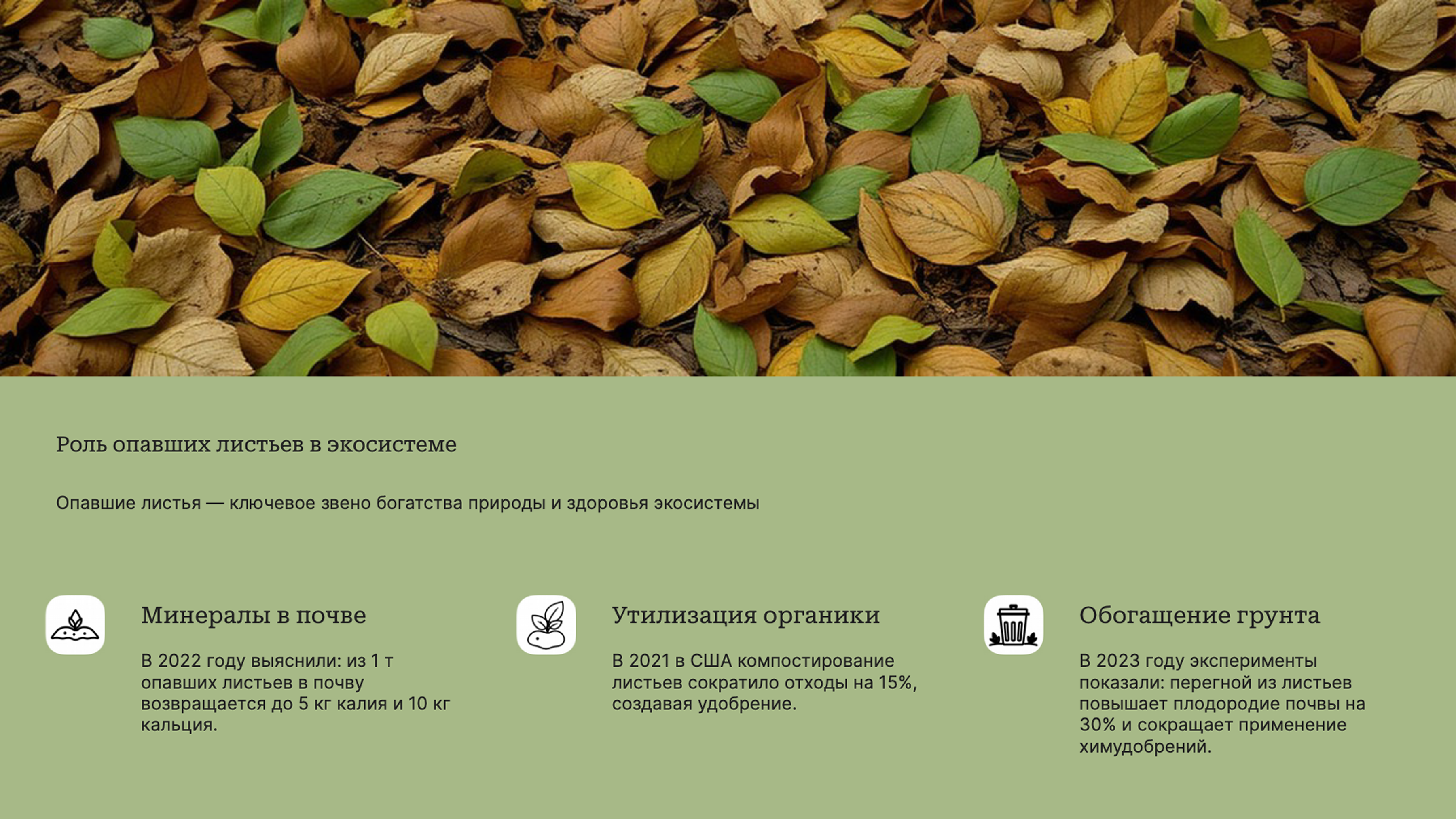 Слайд 8: Роль опавших листьев