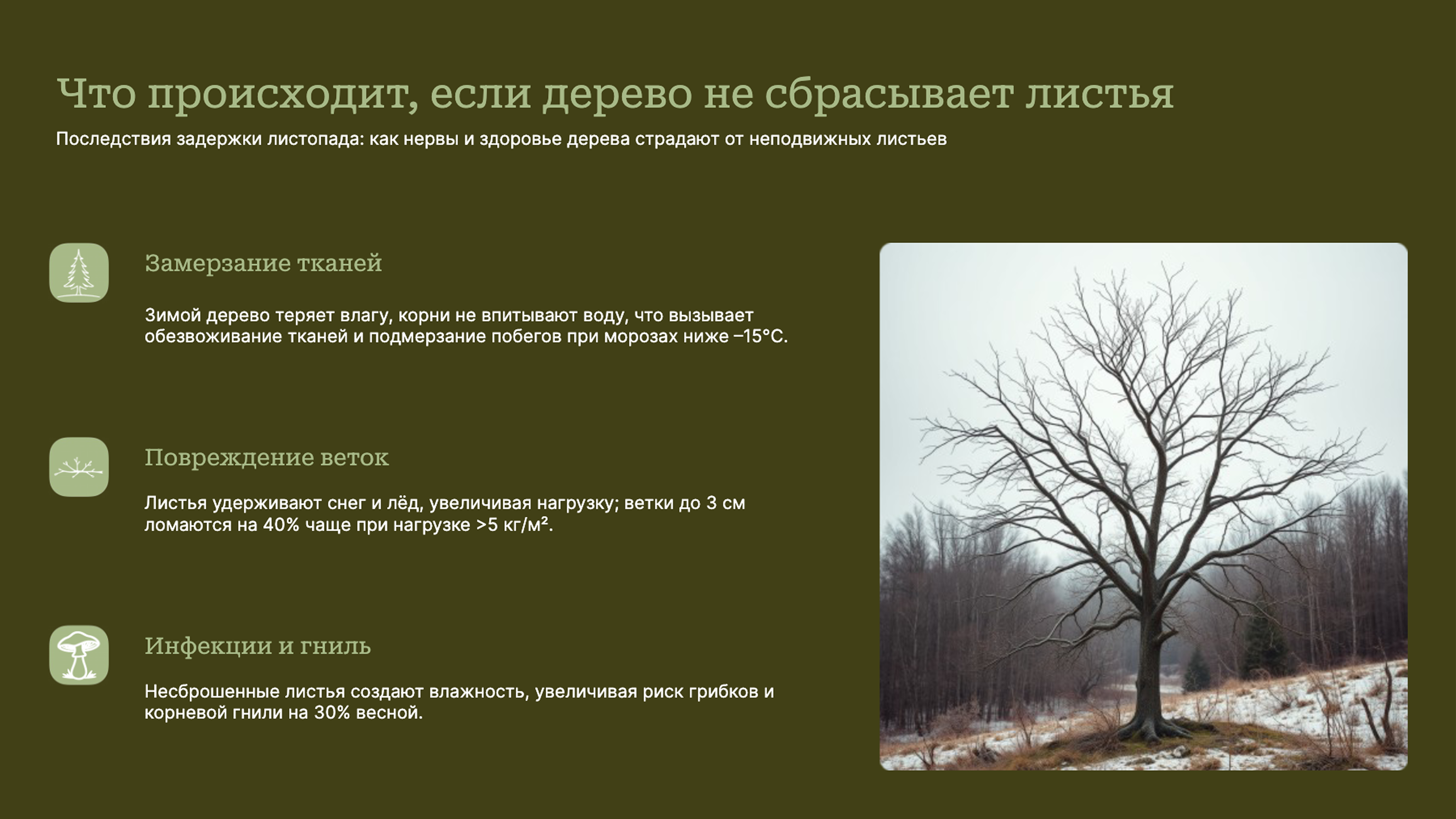 Слайд 9: Последствия задержки листопада