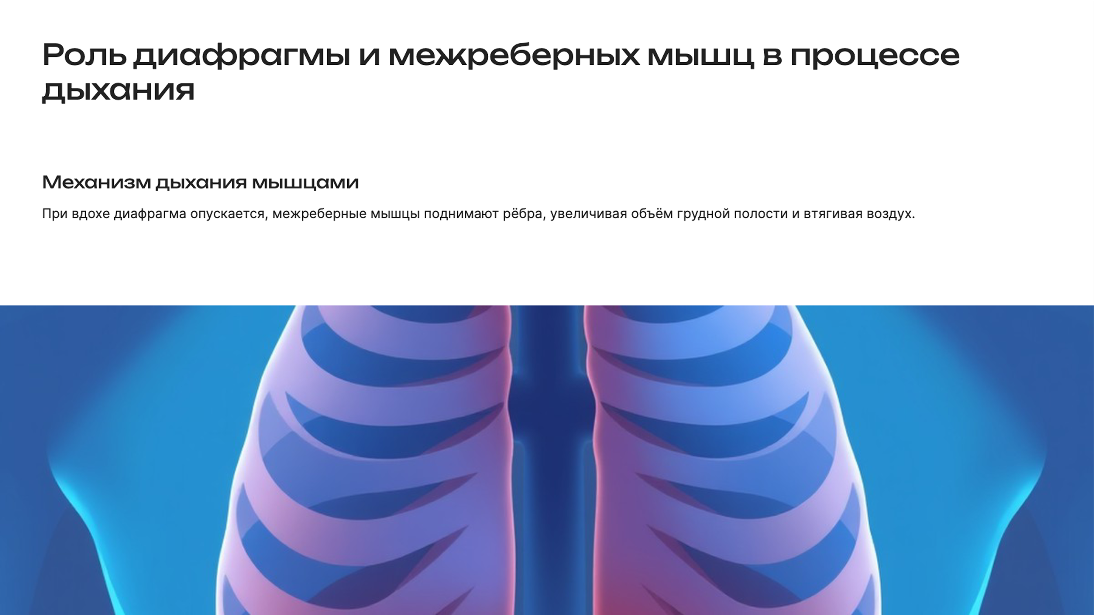 Слайд 3: Роль диафрагмы