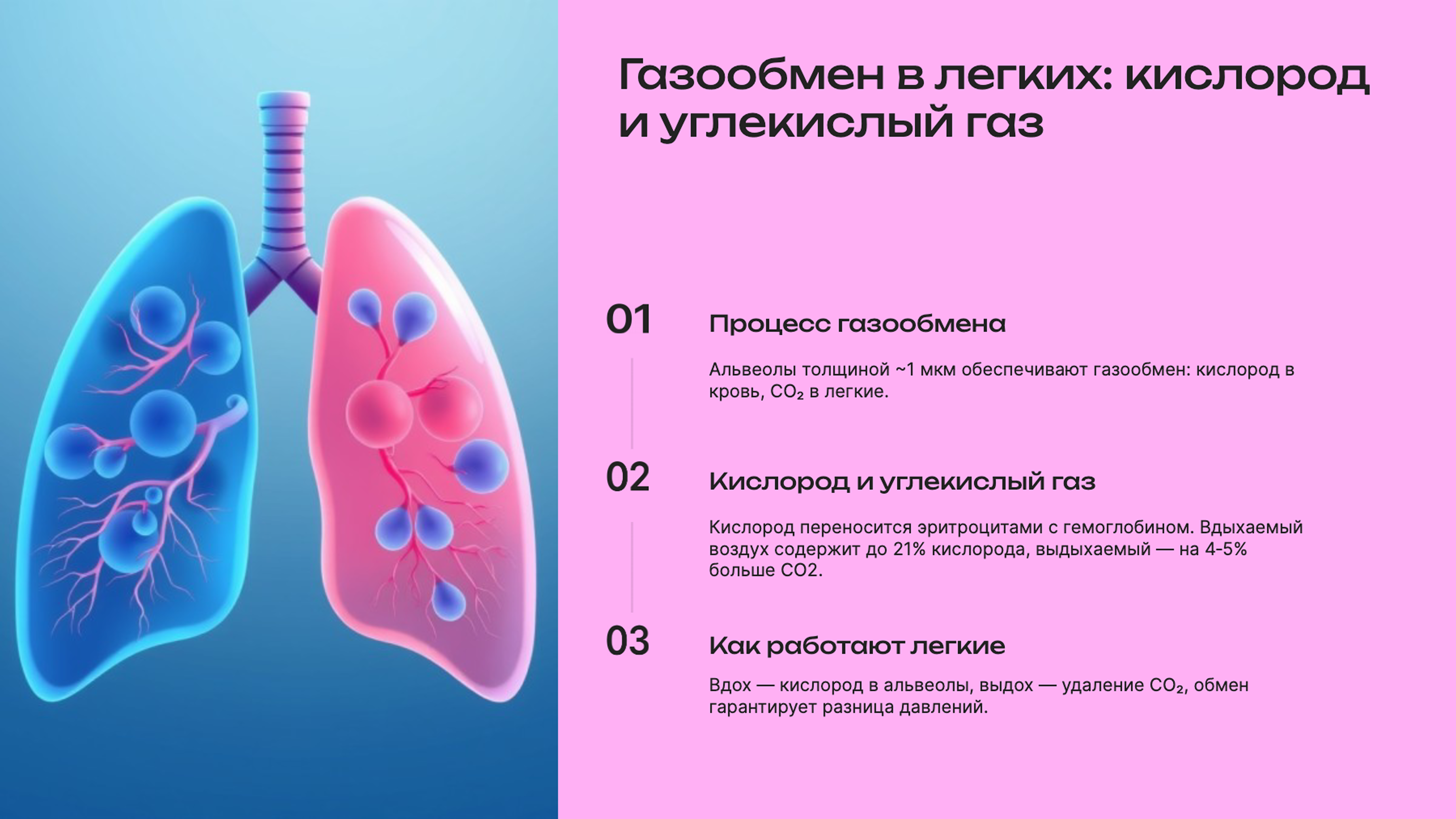 Слайд 4: Газообмен в легких