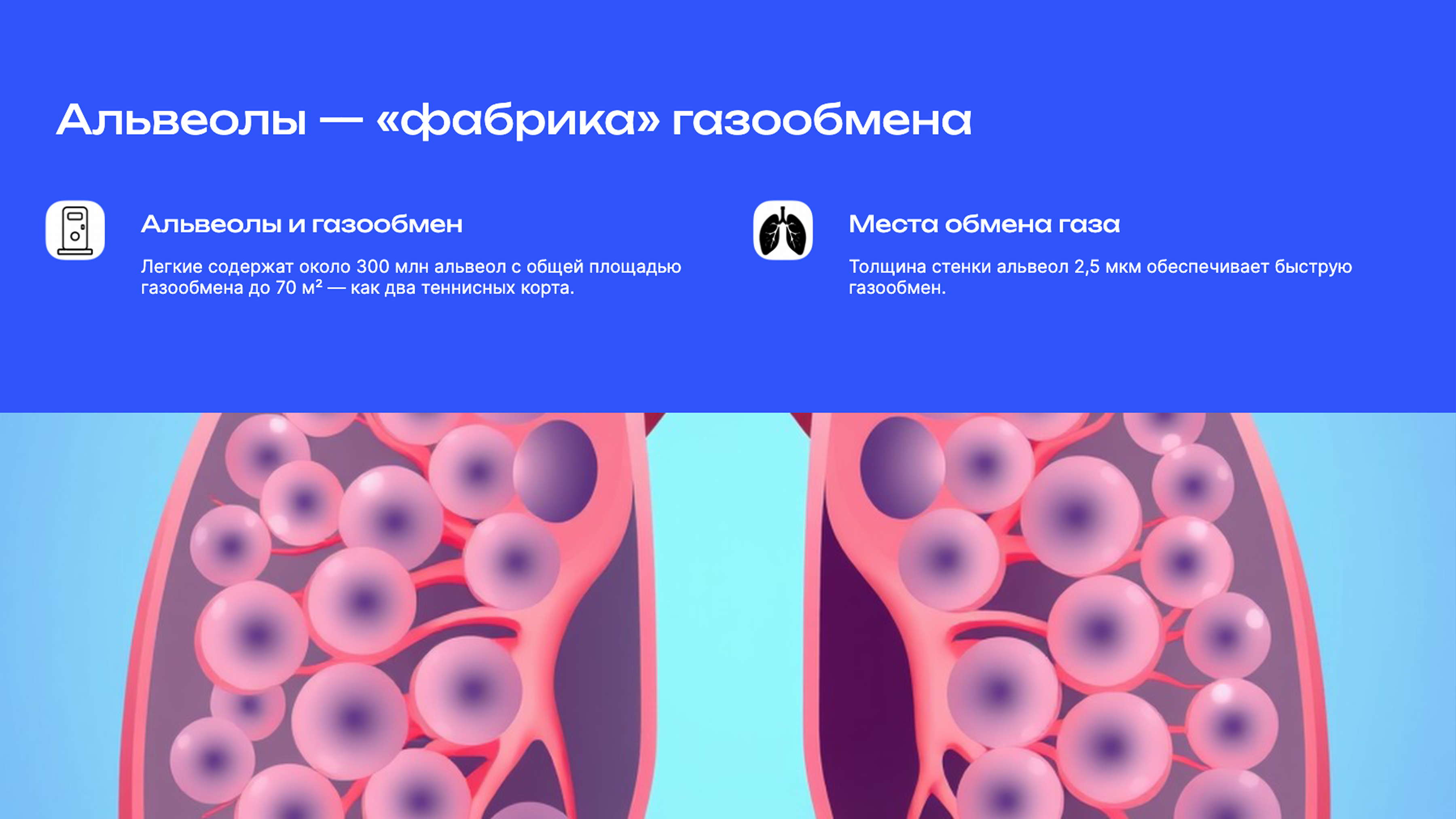 Слайд 5: Альвеолы