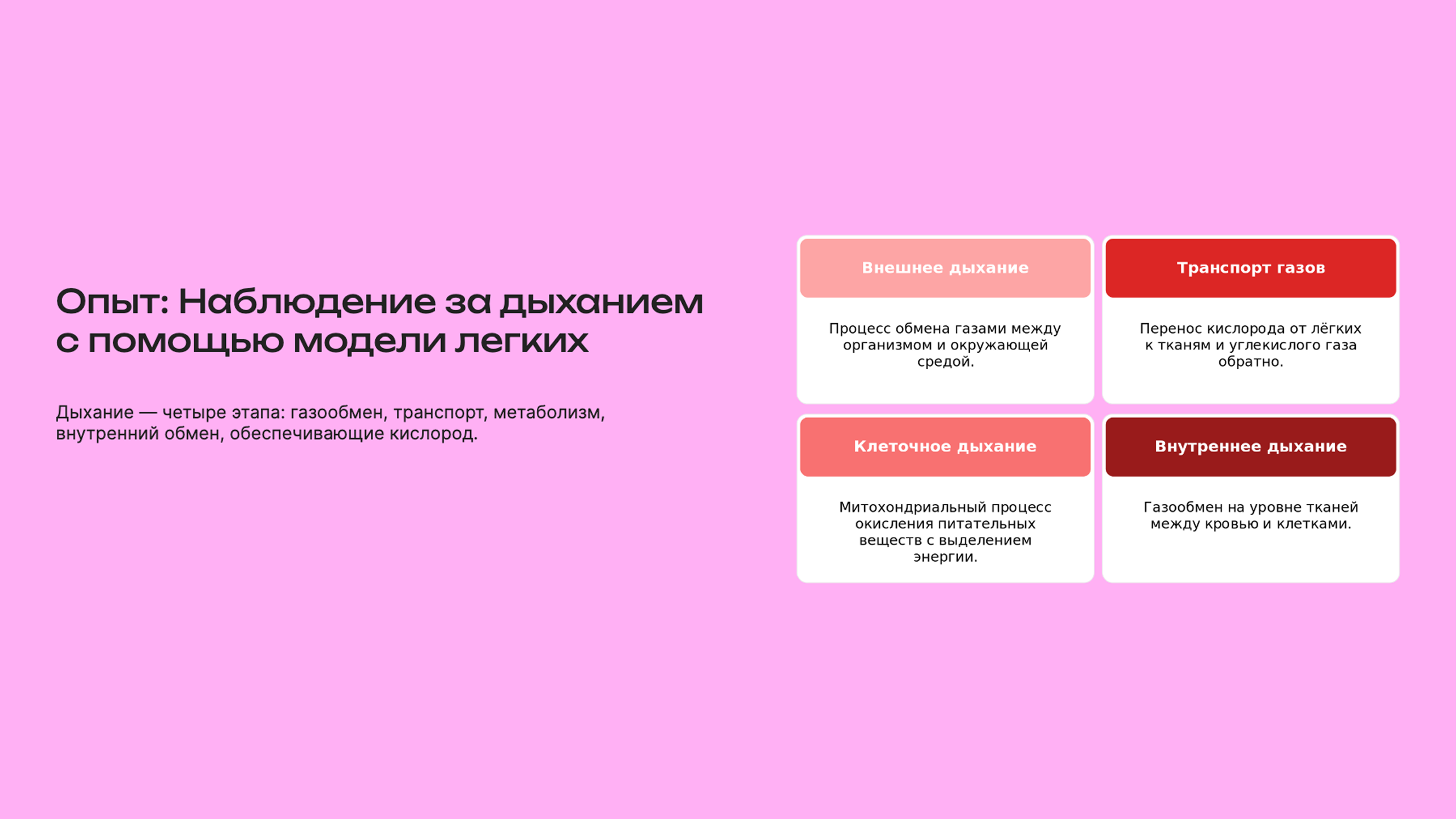 Слайд 6: Этапы дыхания