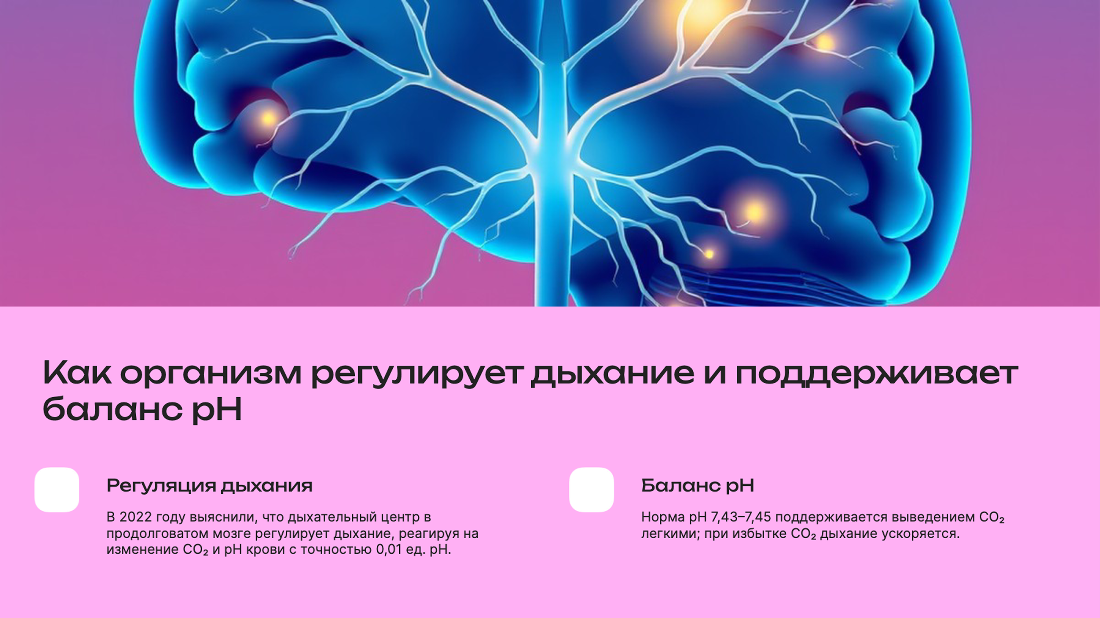 Слайд 8: Регуляция дыхания