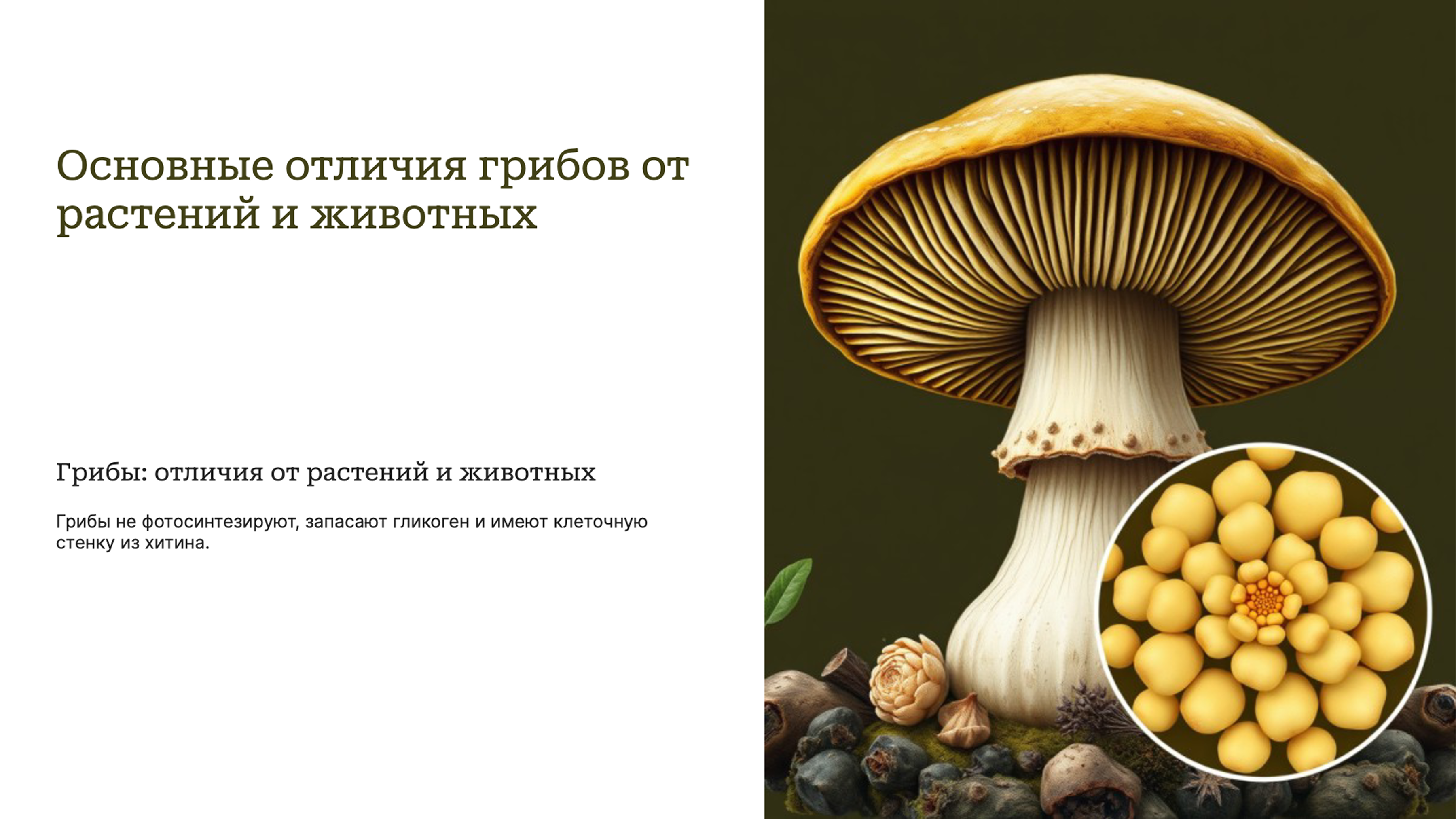 Слайд 3: Отличия грибов