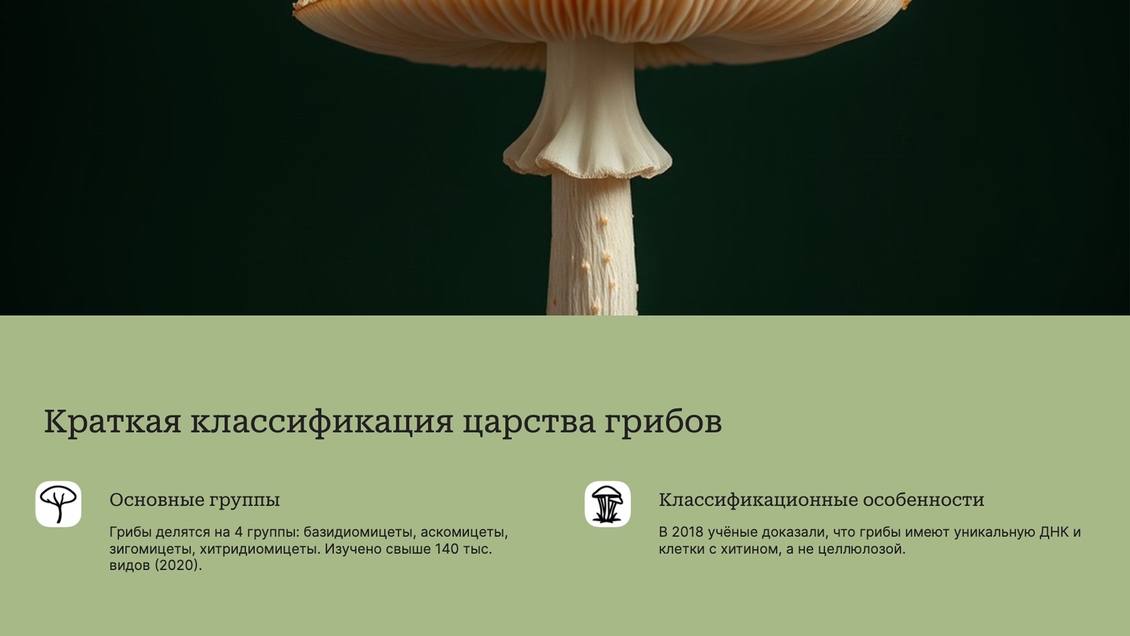 Слайд 4: Классификация грибов