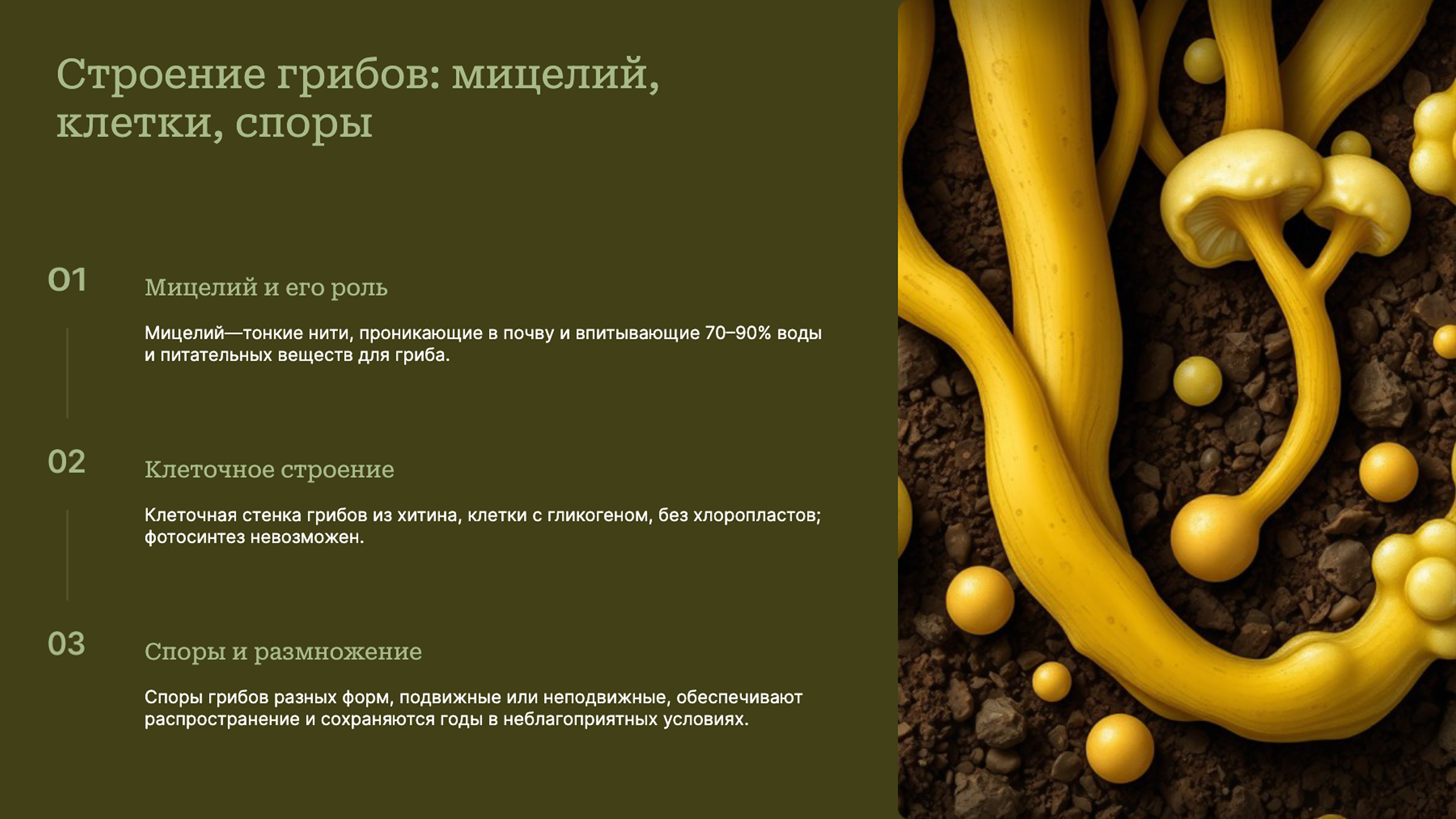 Слайд 5: Строение грибов