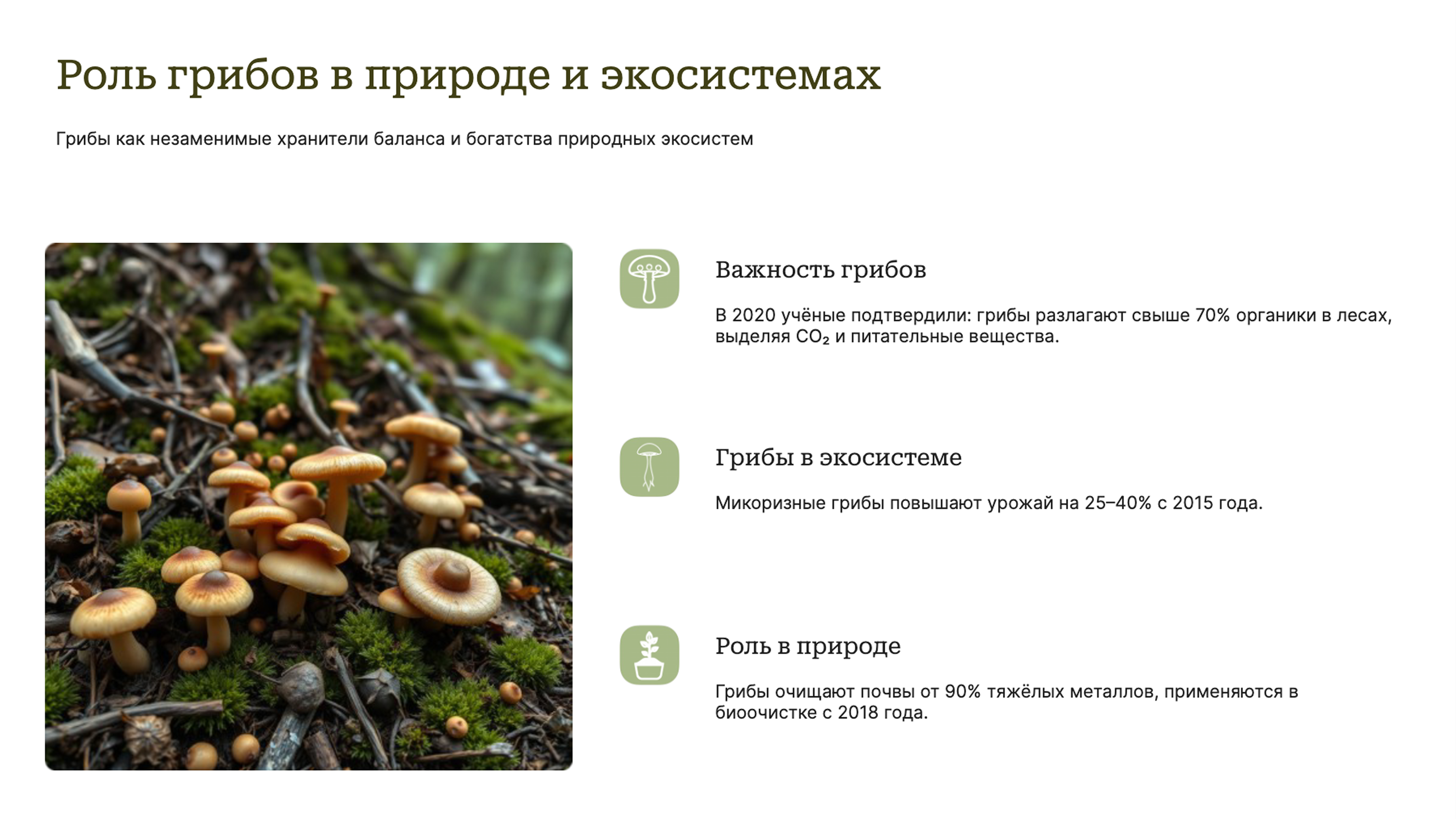 Слайд 7: Роль грибов в экосистемах