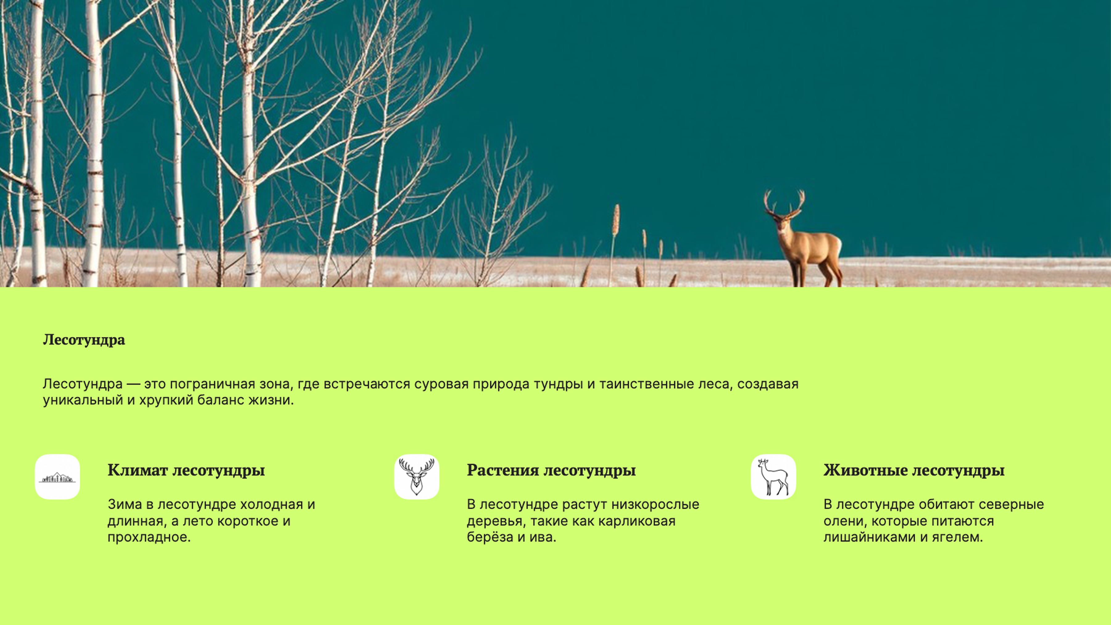 Слайд 4: Лесотундра