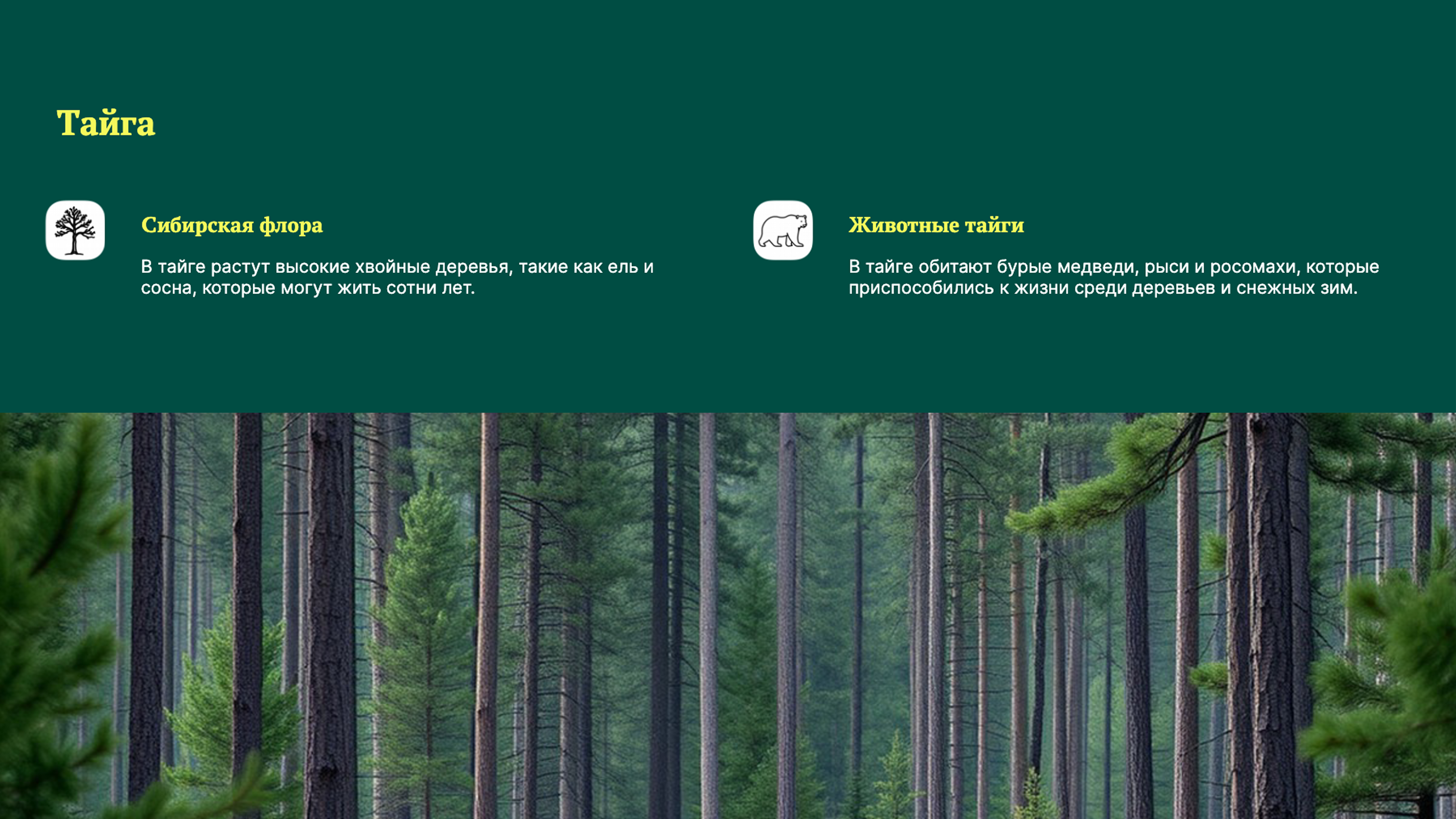 Слайд 5: Тайга