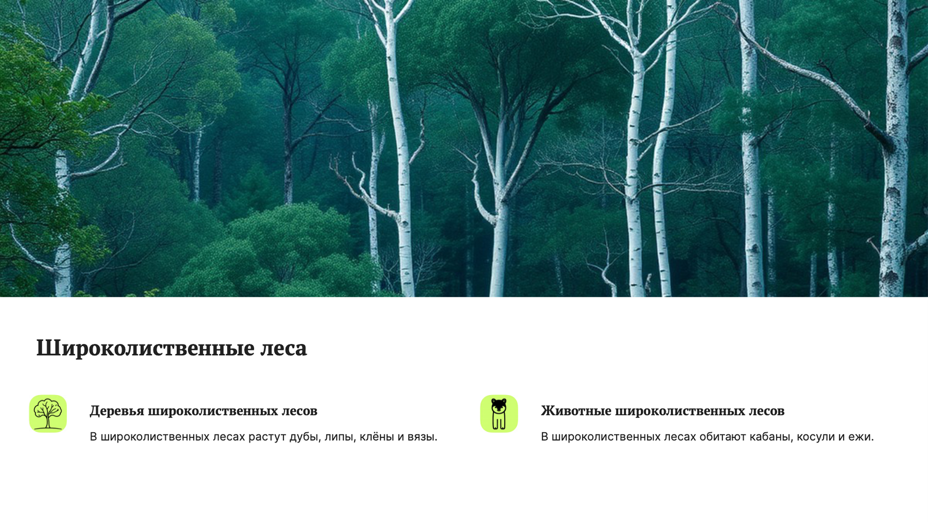 Слайд 7: Широколиственные леса