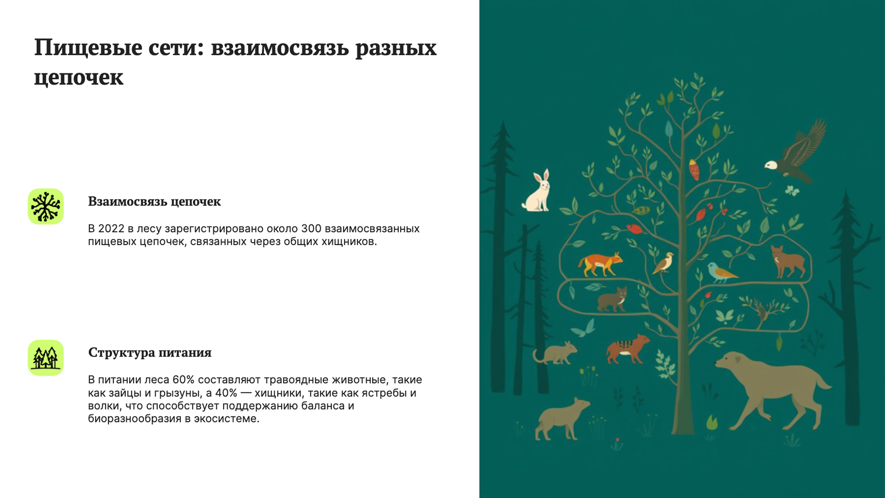 Слайд 7: Пищевые сети